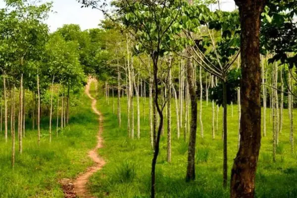 VLC carbon neutral 2025