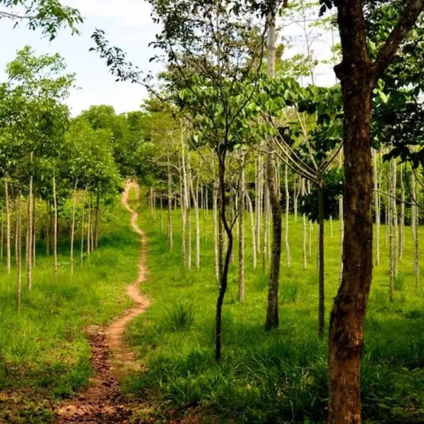 VLC carbon neutral 2025