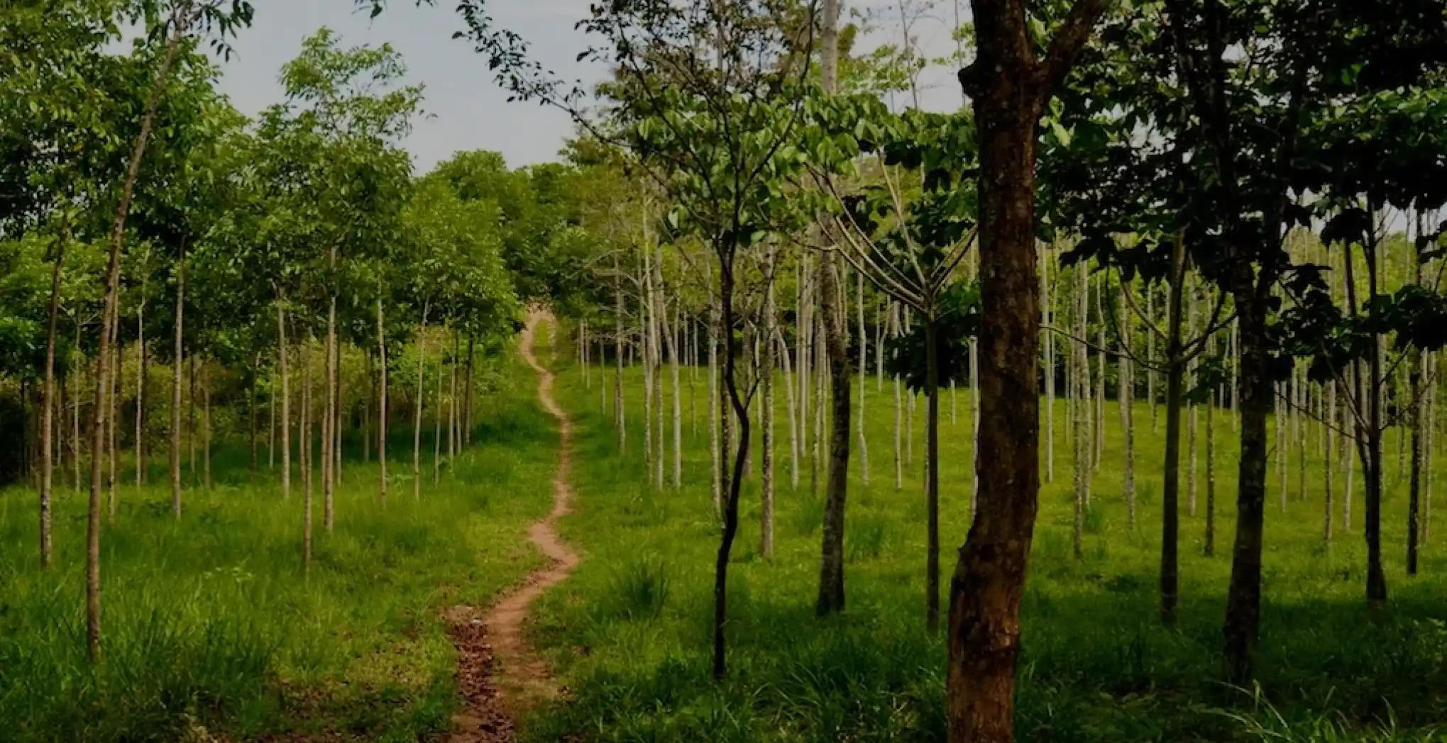 VLC carbon neutral 2025